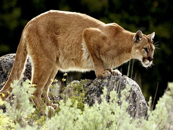 Adult mountain lion (felis concolor)